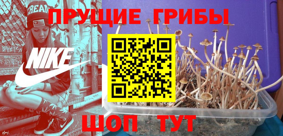 даркнет сайт  Вход с VPN  Тайшет  Галлюциногенные грибы прущие грибы 