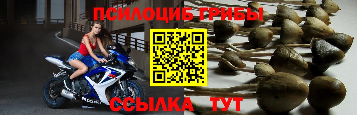 Псилоцибиновые грибы GOLDEN TEACHER Тайшет